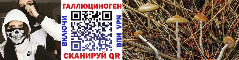 где купить наркоту Верхний Уфалей Галлюциногенные грибы GOLDEN TEACHER
